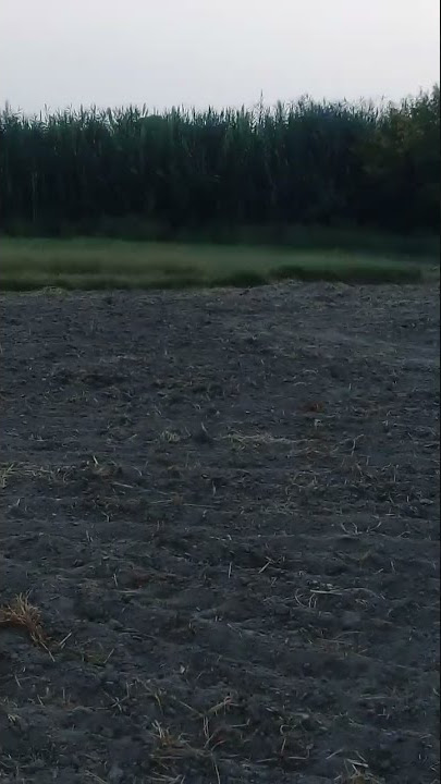 So Beautifull #Tit Tit #sound #shorts