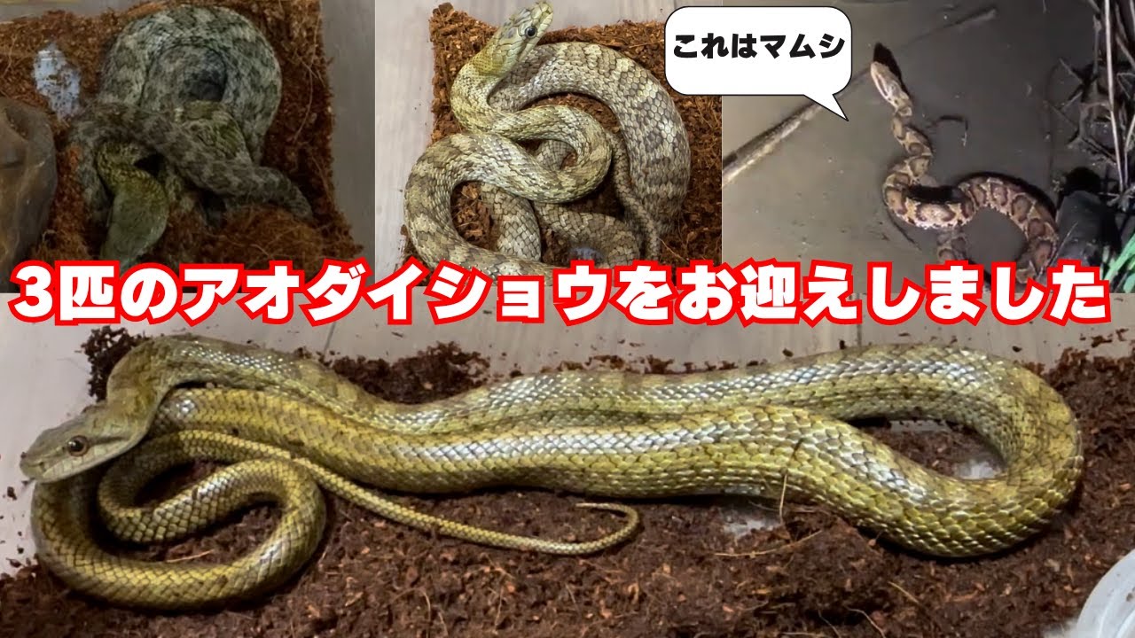 3匹】幼蛇のアオダイショウをお迎えしました - YouTube