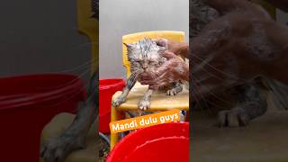 Mandi dulu guys #grooming #mandikankucing #cats #cat #kucinglucu #funny #funnycats #animals #kucing
