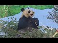 Панда Диндин / Giant Panda Dindin