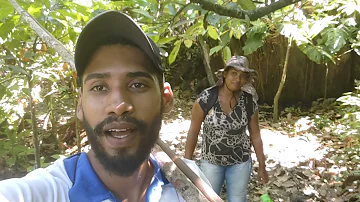 Qual é a época da colheita do cacau?
