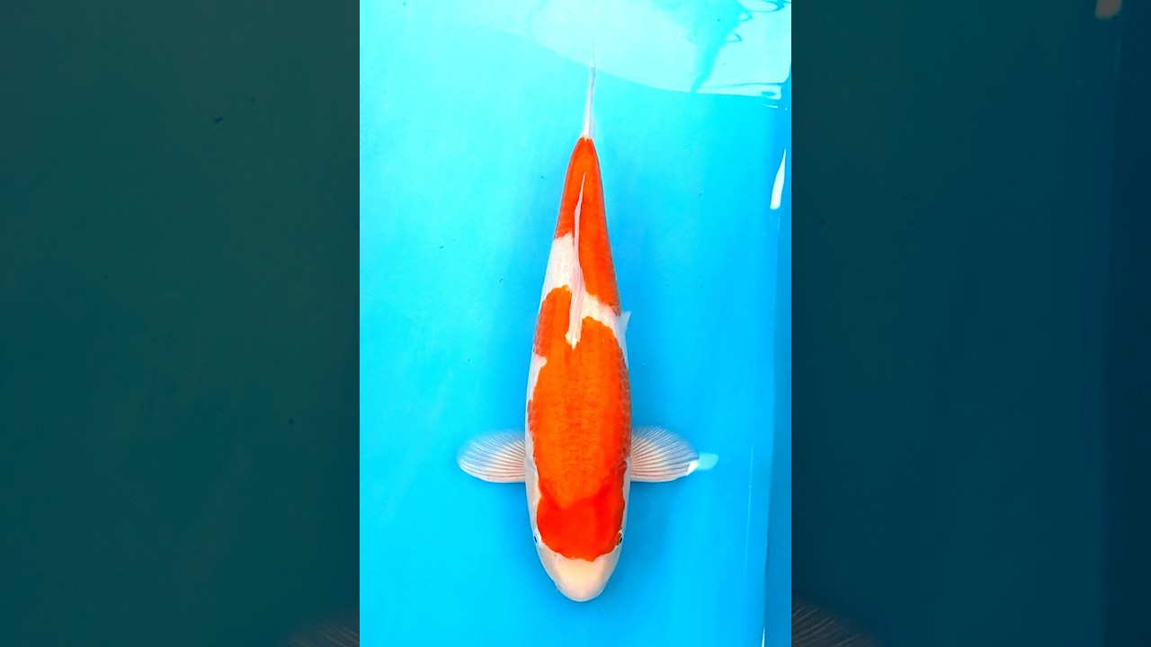 2 紅白 53㎝ - YouTube