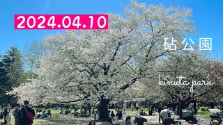 【お散歩152】【東京でお花見】【東京でお散歩】砧公園の桜