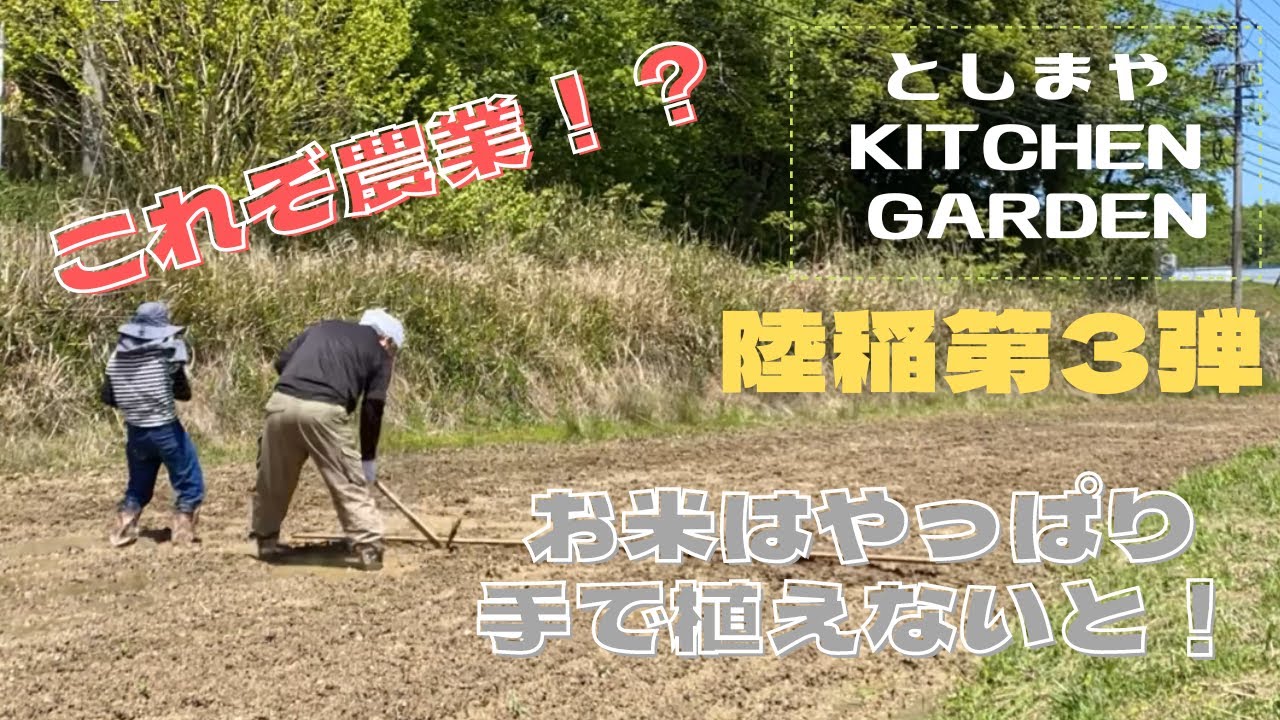 陸稲】ついに植える時が来た！！【第3弾】 - YouTube