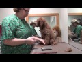 Poodle puppy grooming. Vol. 1