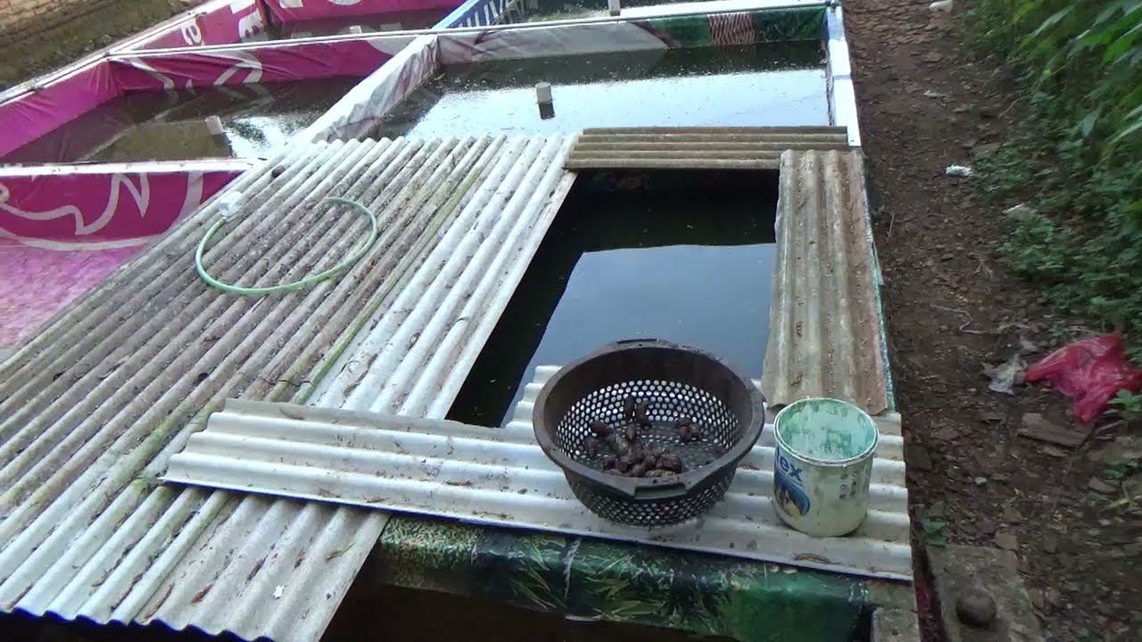 Indukan Lele dalam Kolam Terpal