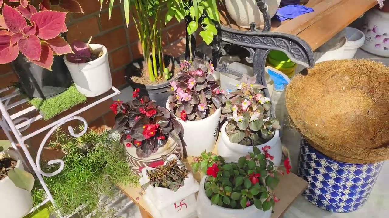 ANNUAL PLANTS, MARCH SPRING SEASON, INFORMATION And GARDENING TIPS 