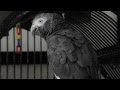Cleo the Timneh African Grey Parrot...various noises