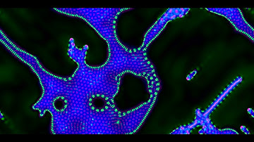 Cellular Automata - Slackermanz