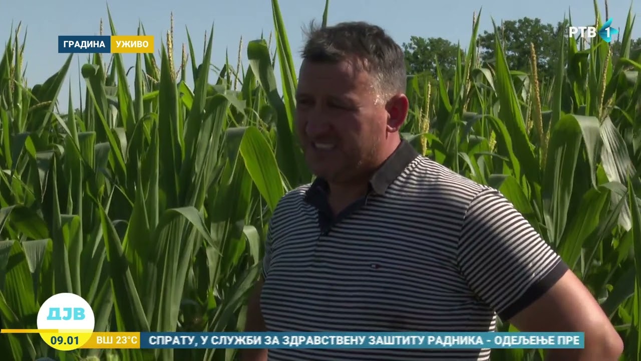 Kako će suša u zapadnoj Bačkoj uticati na useve?