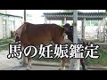 馬の妊娠鑑定【乗馬・馬術】Horse pregnancy check &test【HorseCommunicationJapan】