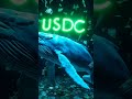 $USDC 🆕