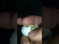 کمک کردن به جوجه کبوتر برای بیرون آمدن از تخم