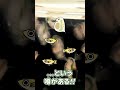 【メダカの屋外ビオトープ】オオミジンコは生きた無限"自動給餌装置"になる!?...衝撃の検証結果! #Shorts