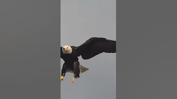لي ما يعرف الصقر يشويه 