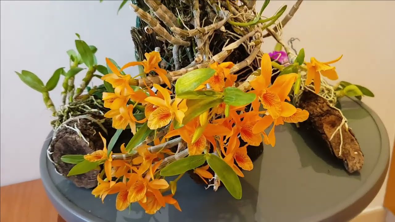 DENDROBIUM EN TRONQUITOS(CULTIVO)