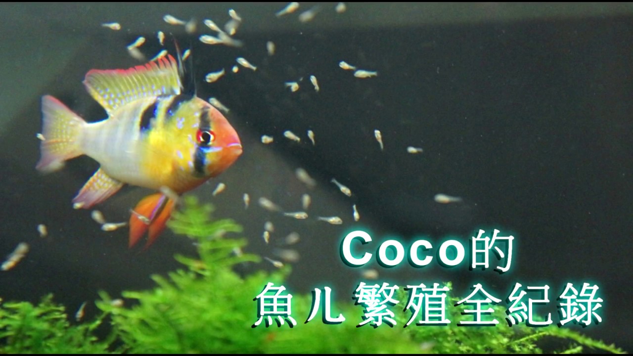 繁殖紀錄 Part 1 荷蘭鳳凰papiliochromis Ramirezi Breeding Youtube