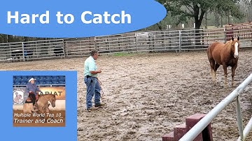 Moeilijk te vangen paard gemakkelijk gemaakt
