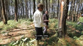 Catatan Kecil  Firyal Bantu Bapak Mencari Getah Pinus 25
