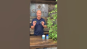 Eenvoudige manier om bloesemrot bij uw tomaten te voorkomen
