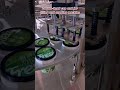 Double-head cup and jarfilling and capping machine #packagingmachine #machine #factoryproducts