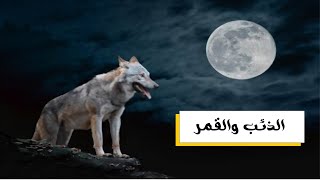 ما هي العلاقة بين الذئب والقمر ! ولماذا تعوي عند اكتمال القمر !