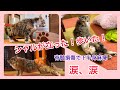 ④下半身麻痺のシャルちゃん。リハビリ頑張って、頑張って、立ったー!歩いた!【脊髄損傷】【下半身麻痺】【保護猫】