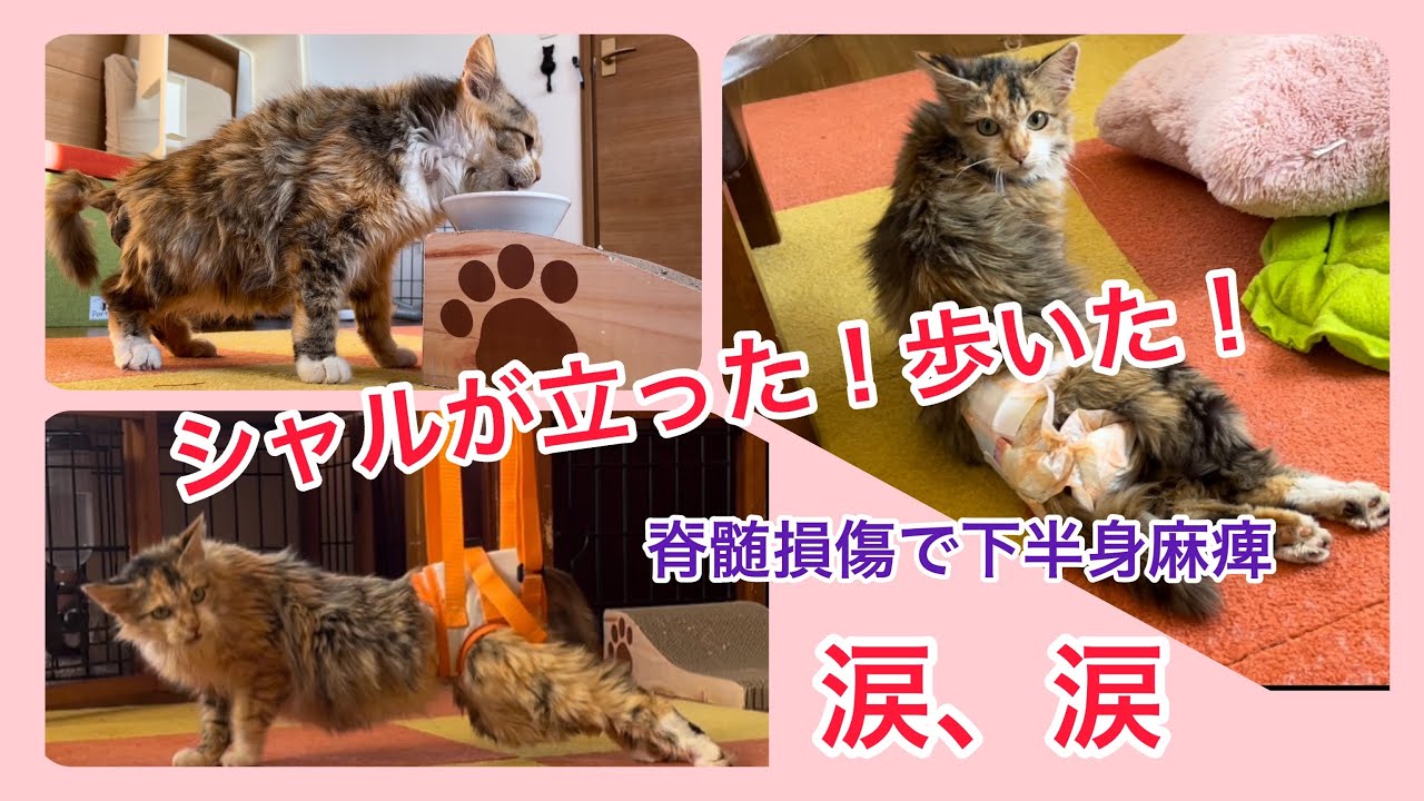 ④下半身麻痺のシャルちゃん。リハビリ頑張って、頑張って、立ったー！歩いた！【脊髄損傷】【下半身麻痺】【保護猫】