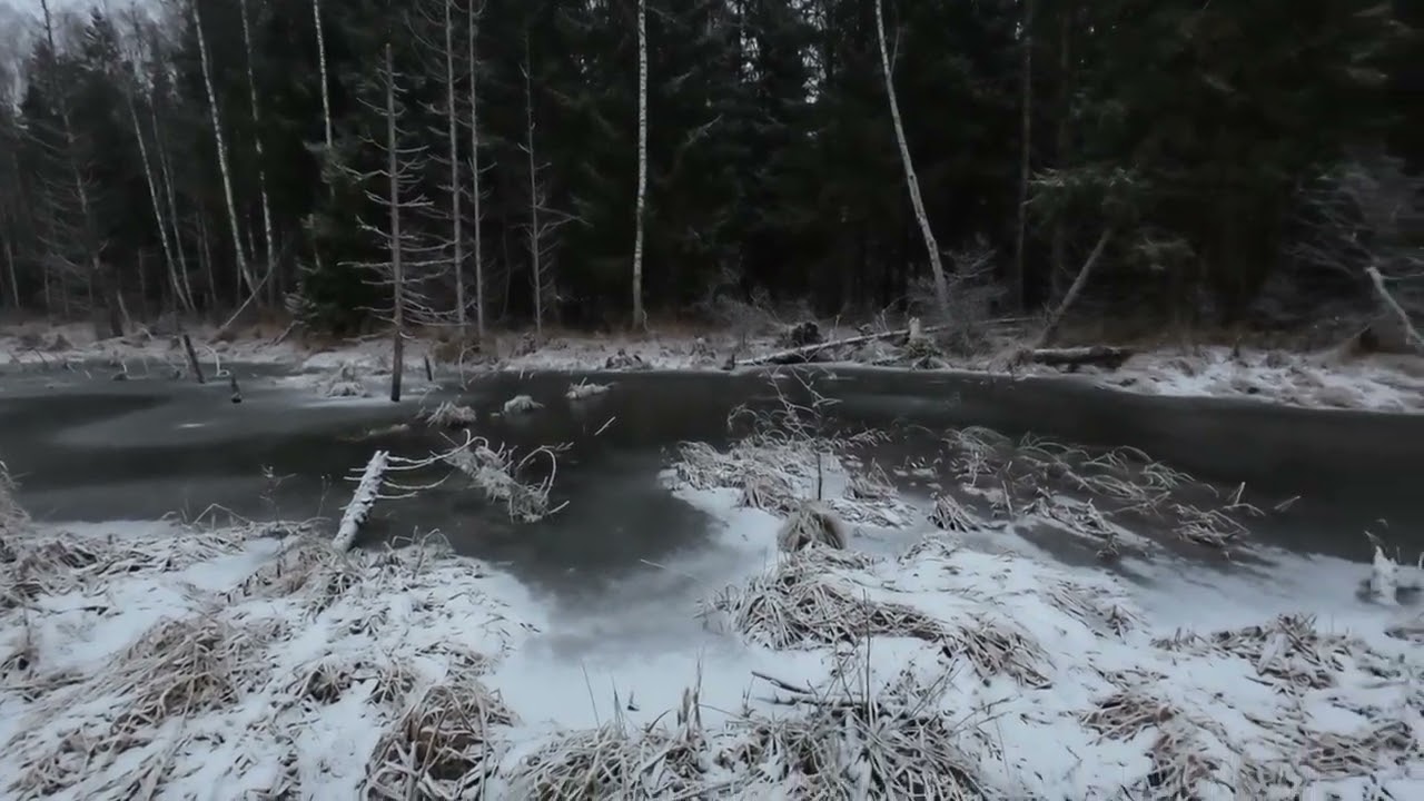 Охота с русской гончей, искали зайца,а нашли страшного зверя!