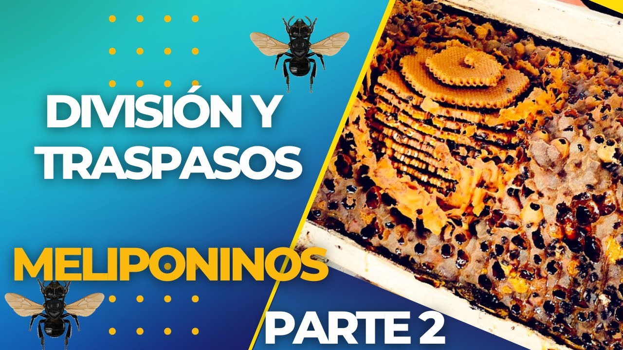 Trabajo con abejas en el Progreso, Hueytamalco parte 2 - División de ...