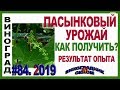 🍇 Пасынковый урожай винограда. Соцветия на пасынках. Результаты опыта. Прищипка побегов весной.