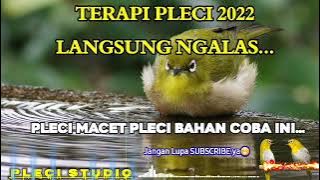 Terapi Pleci STRES Sangat JITU Pleci BAHAN Auto Ngeriwik!