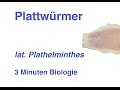 Quiz über Plattwürmer