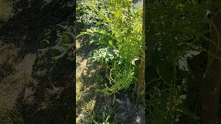 Poda de alcachofa