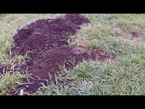 Gopher digging his hole