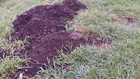 Gopher digging his hole