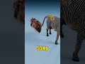 Human Organs vs Zebra Organs