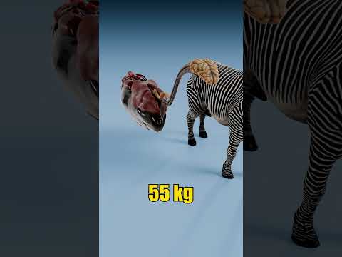Cartoon Zebra Transparent