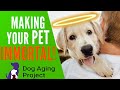 Making Dogs Immortal?! - The Pet Longevity Project