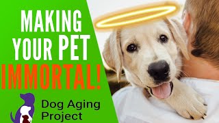 Making Dogs Immortal?! - The Pet Longevity Project