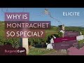 The Most Expensive White Wines In The World? A Guide To Montrachet Wines