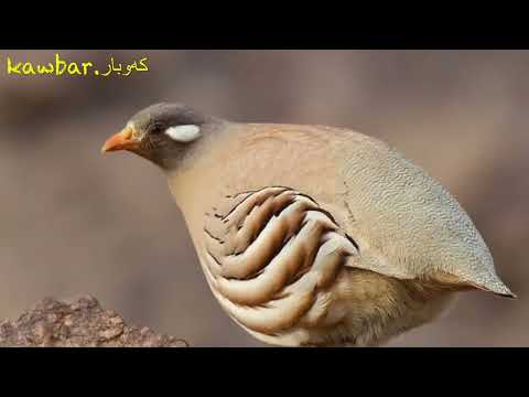خۆشترین دەنگی سوسكە بۆ ڕاوكردن بەبێ خشە