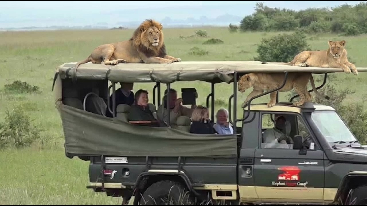 Vida Selvagem em Ação: Momentos Inesperados da Natureza