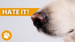 21 Smells Dogs Hate The Most (SOME ARE TOXIC) Information