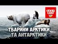 Двадцять тварин Арктики і Антарктики та їх голоси Дітям про тварин Арктики та Антарктики
