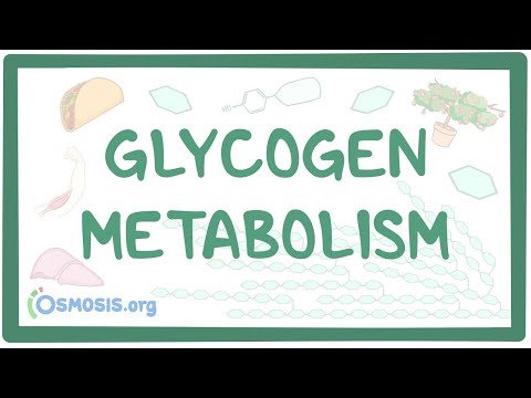 Glycogen metabolism