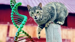 DNA Testing My Barn Cats (WEIRD BREEDS)