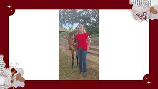Avery Jacobs 2025 Young Horse Development Program - Ranching Heritage Breeder Update