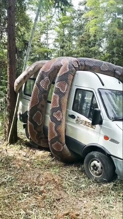 mobil dililit ular besar 😲😲 #shorts #short #snake #car