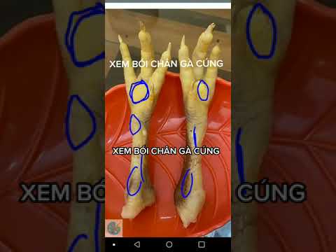 XEM BÓI CHÂN GÀ CÚNG - youtube